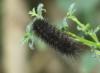 Spilosoma lubricipeda